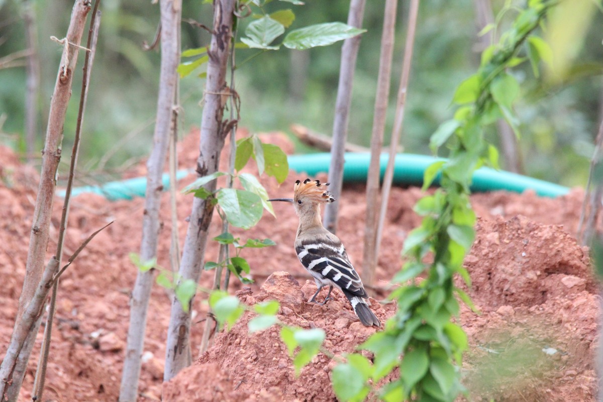 Common Hoopoe - ML645653574