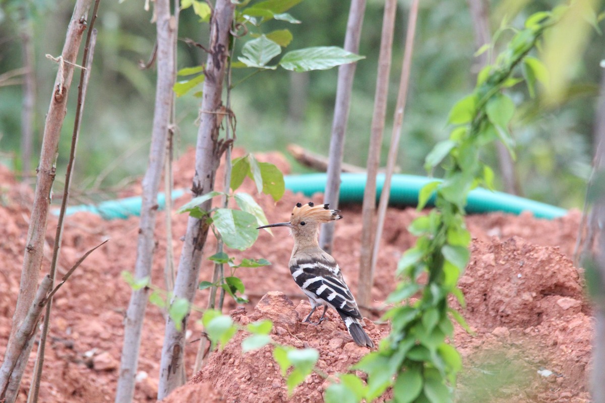 Abubilla Común - ML645653579