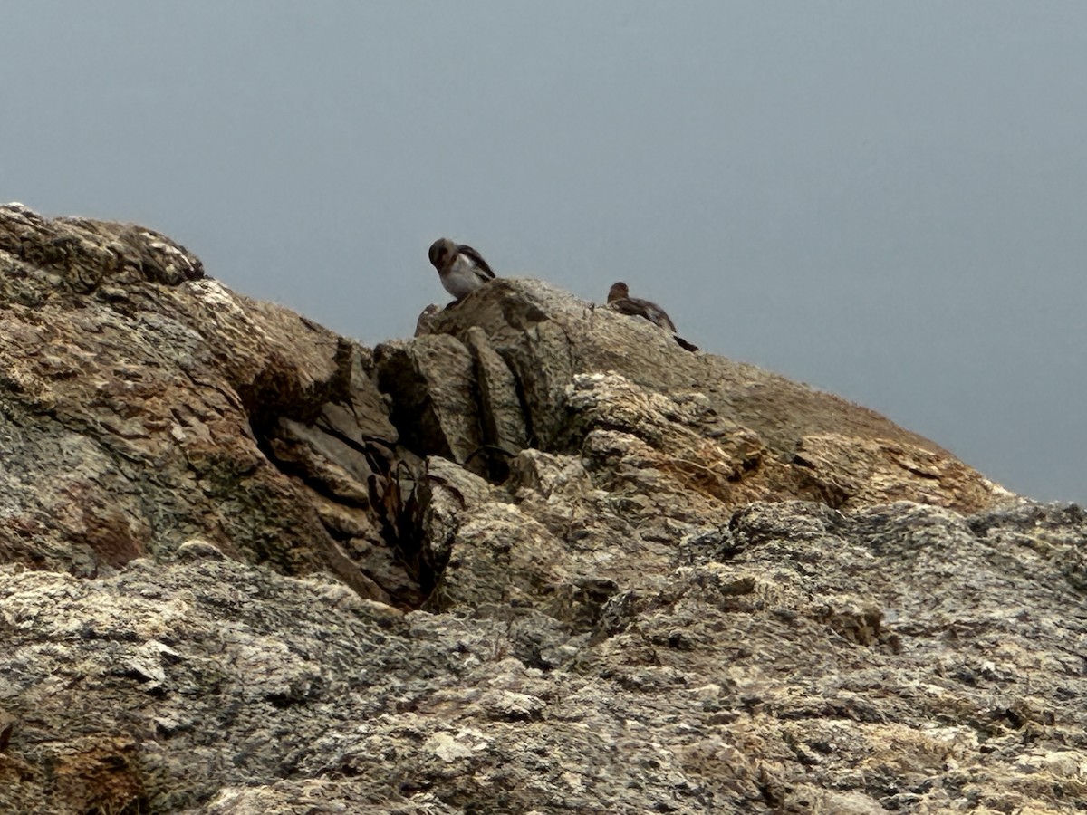Snow Bunting - ML645653582