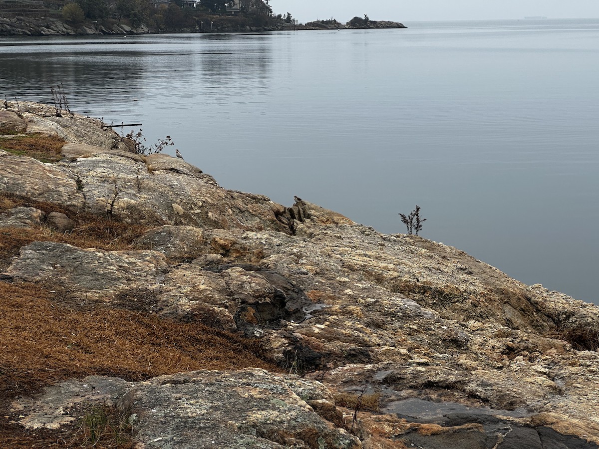 Snow Bunting - ML645653583