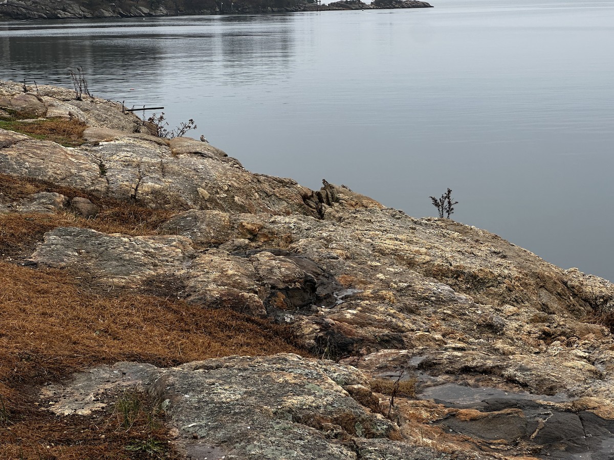 Snow Bunting - ML645653584