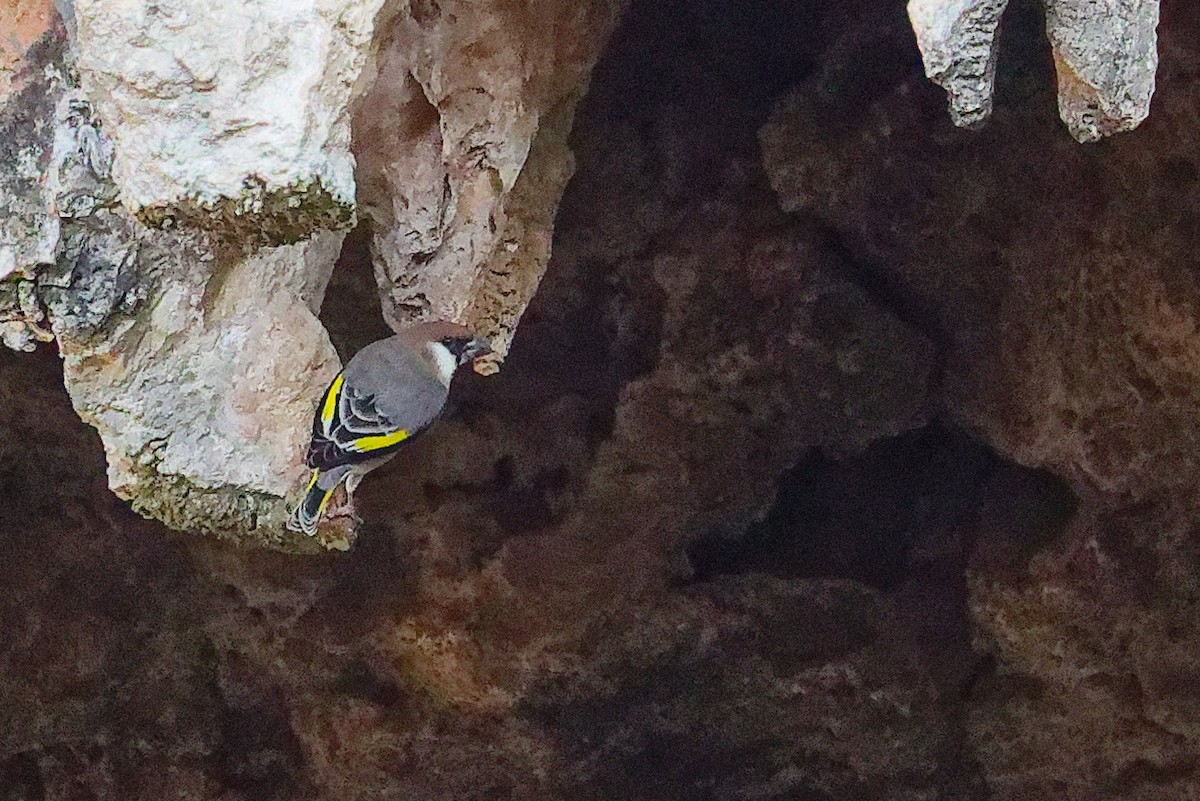 Arabian Grosbeak - ML645653586