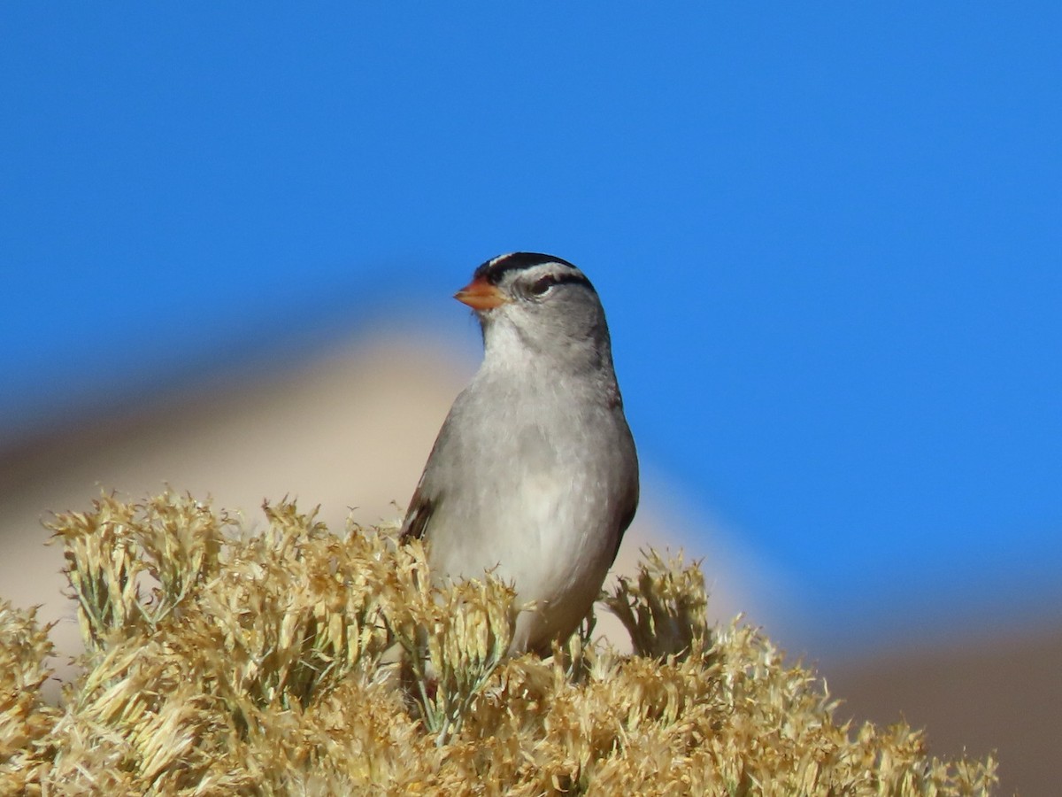 White-crowned Sparrow - ML645653587