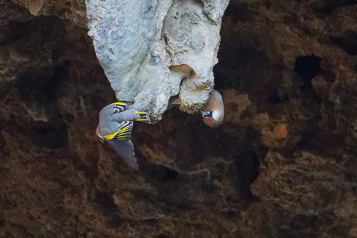 Arabian Grosbeak - ML645653588