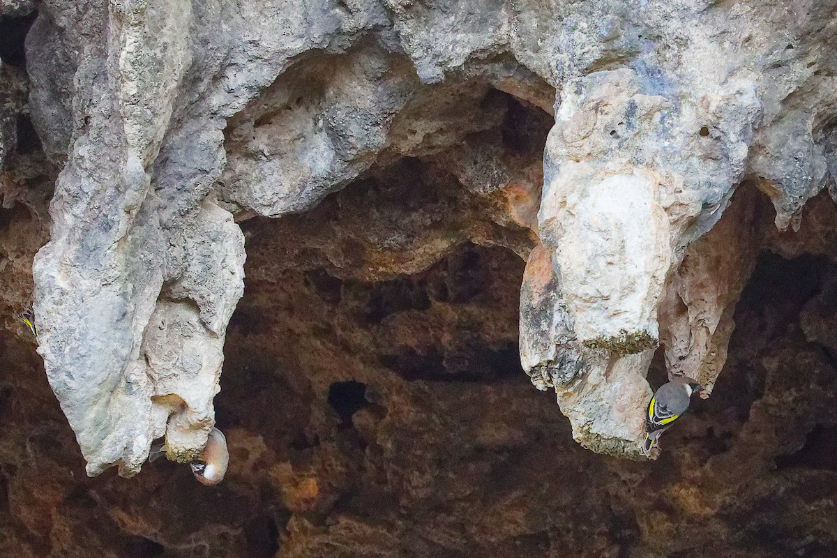 Arabian Grosbeak - ML645653589