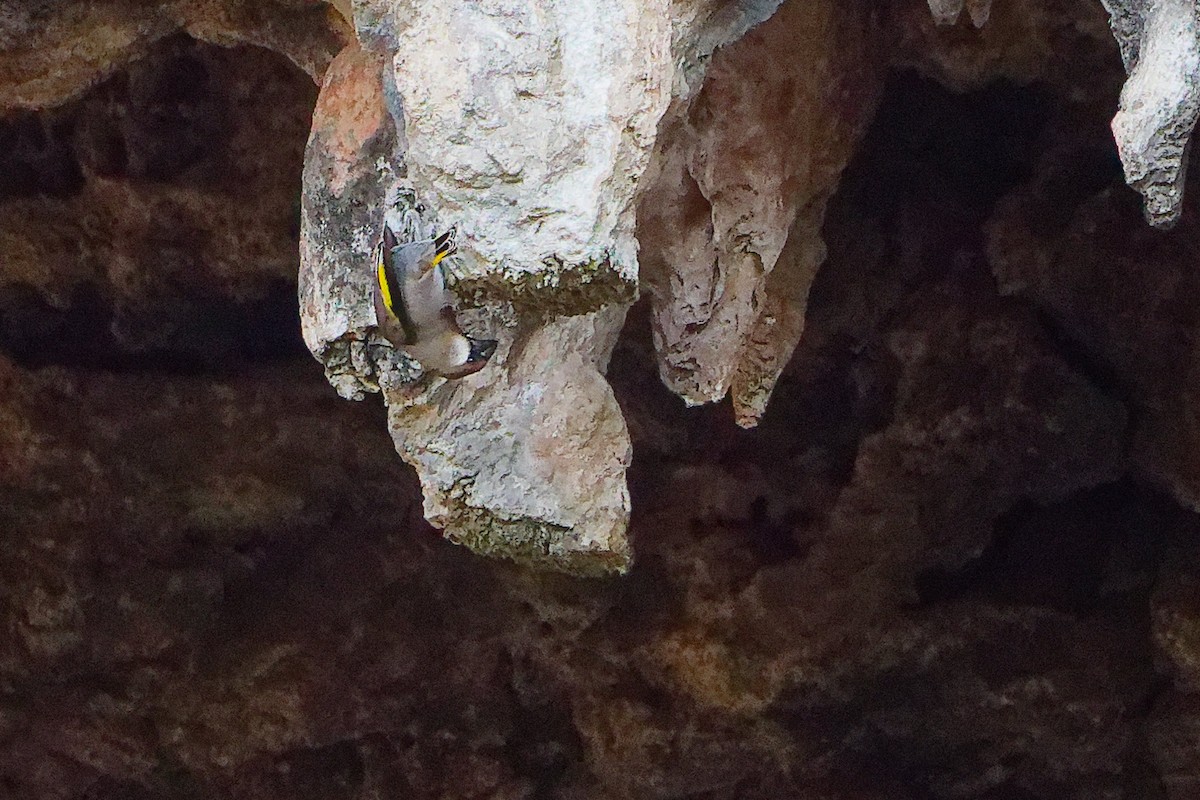 Arabian Grosbeak - ML645653590