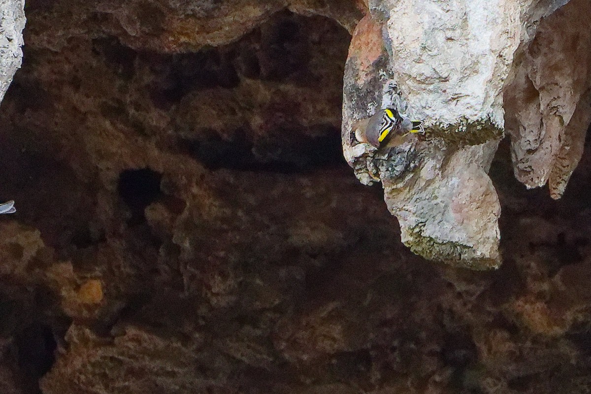 Arabian Grosbeak - ML645653597