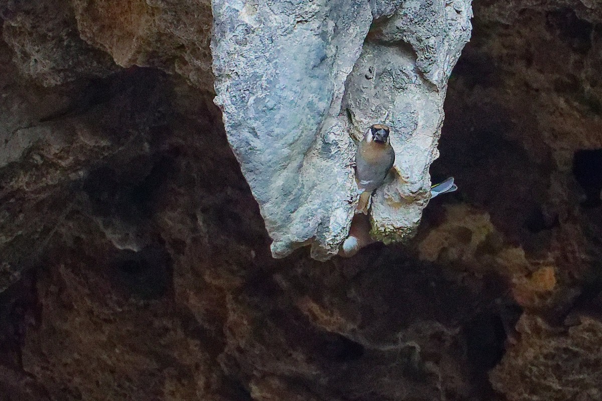 Arabian Grosbeak - ML645653598