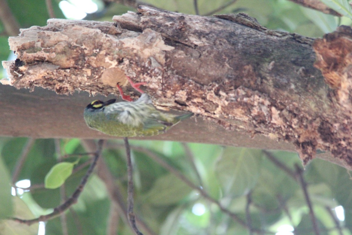 Barbudo Calderero - ML645653600