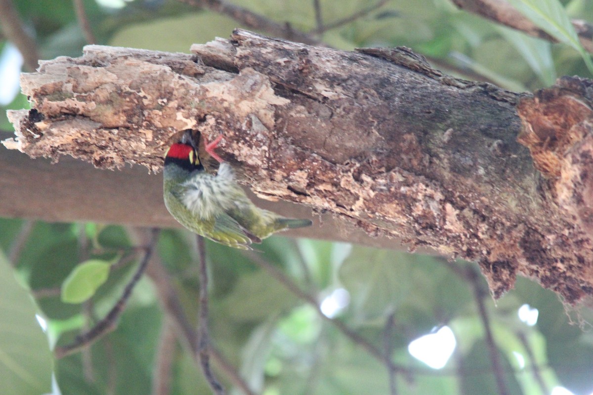 Barbudo Calderero - ML645653601