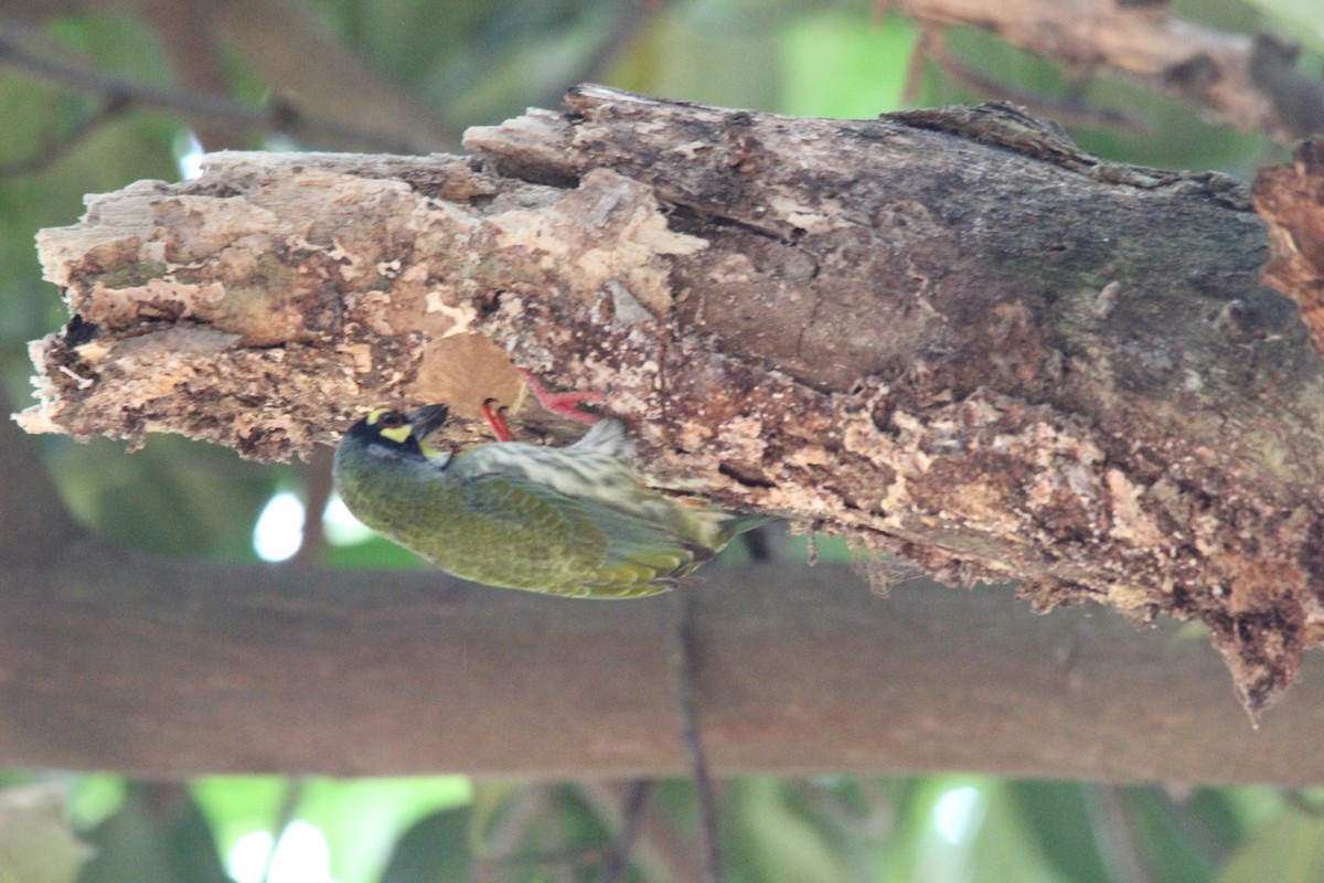 Barbudo Calderero - ML645653605