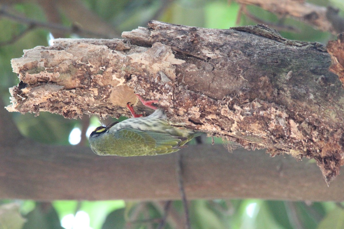Barbudo Calderero - ML645653607
