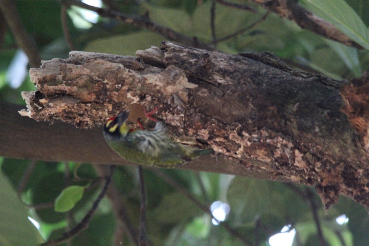Barbudo Calderero - ML645653609