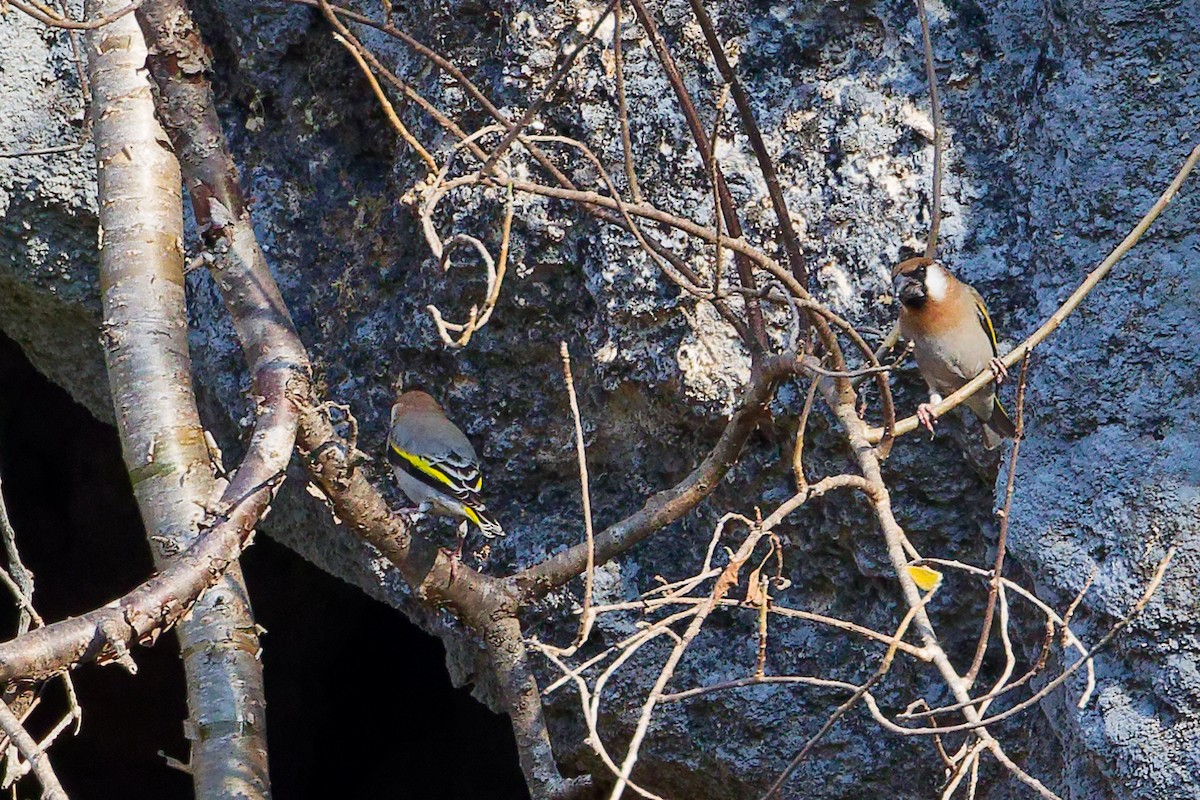 Arabian Grosbeak - ML645653611