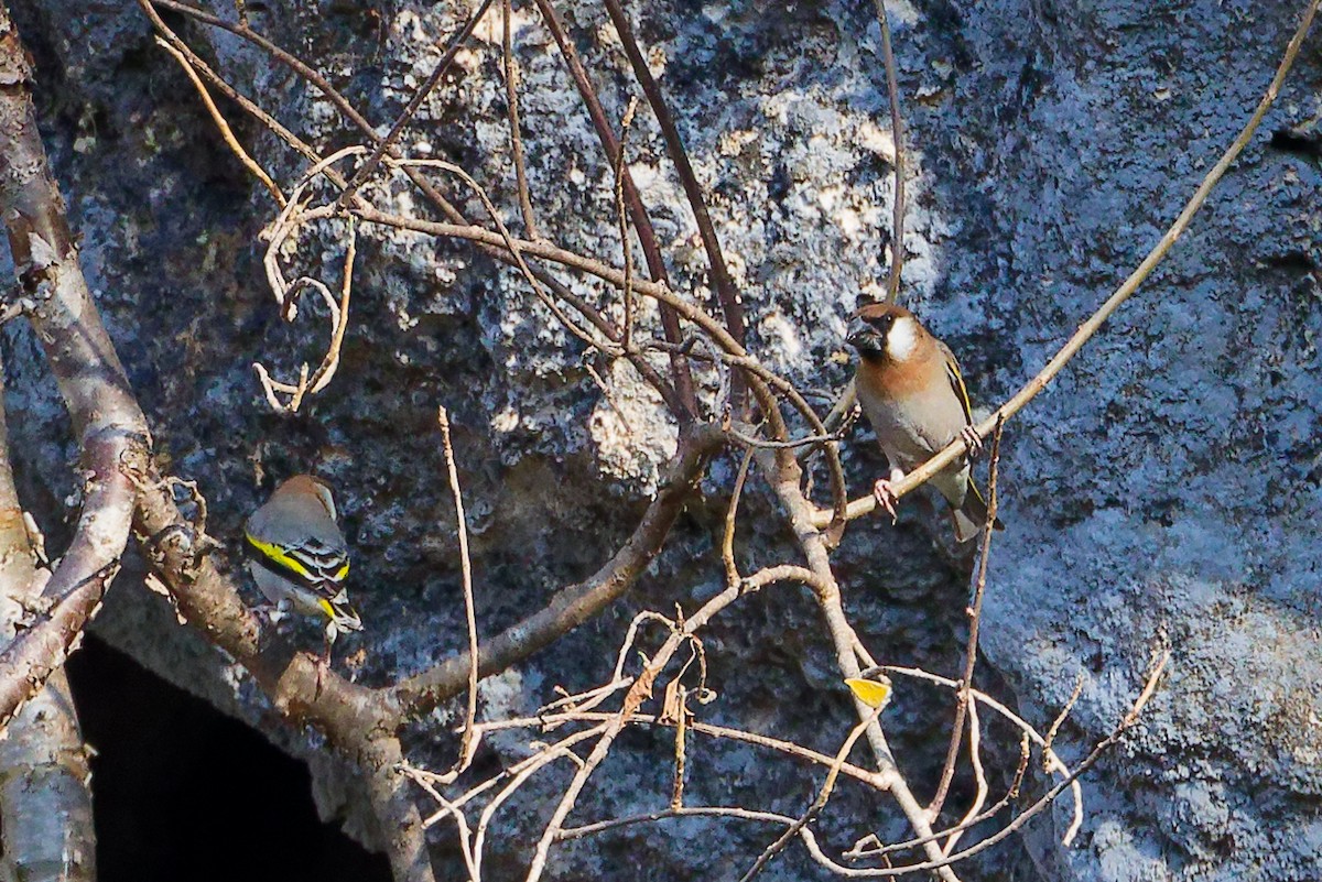 Arabian Grosbeak - ML645653613