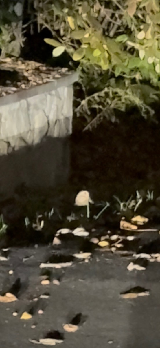 アメリカヤマシギ - ML645653614