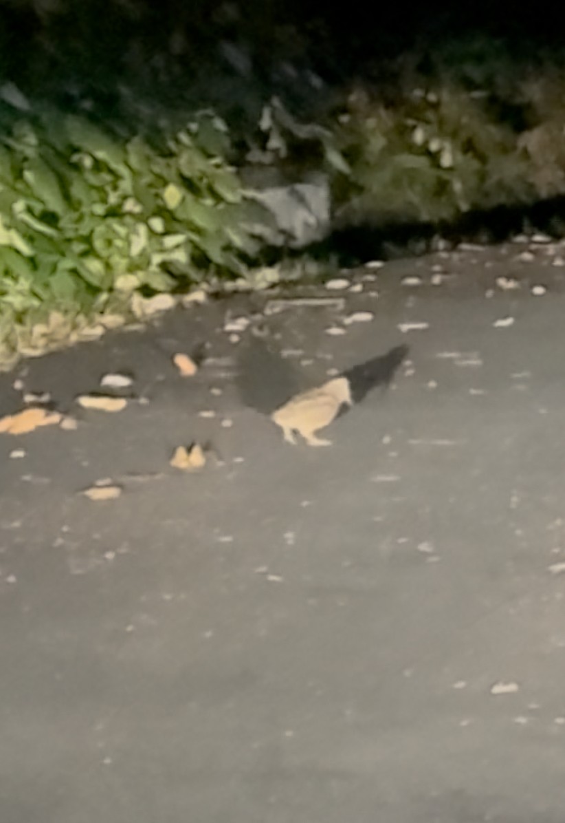 アメリカヤマシギ - ML645653615