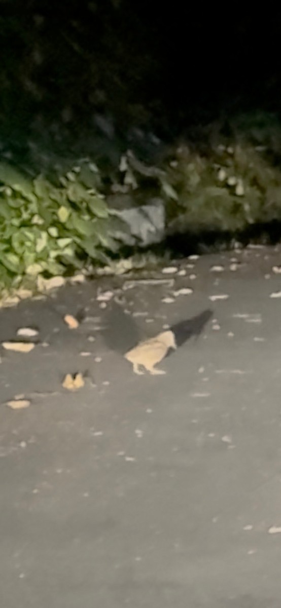 アメリカヤマシギ - ML645653616