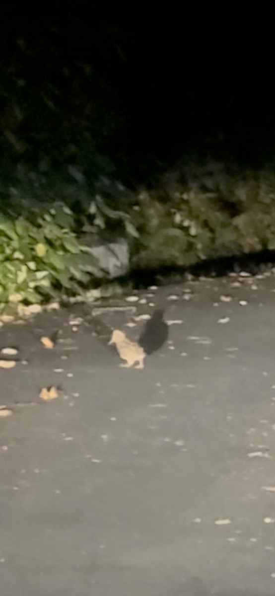 アメリカヤマシギ - ML645653617