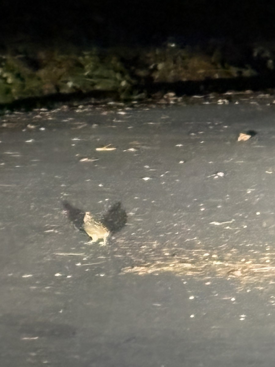 アメリカヤマシギ - ML645653618