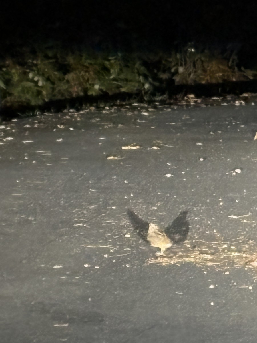 アメリカヤマシギ - ML645653619