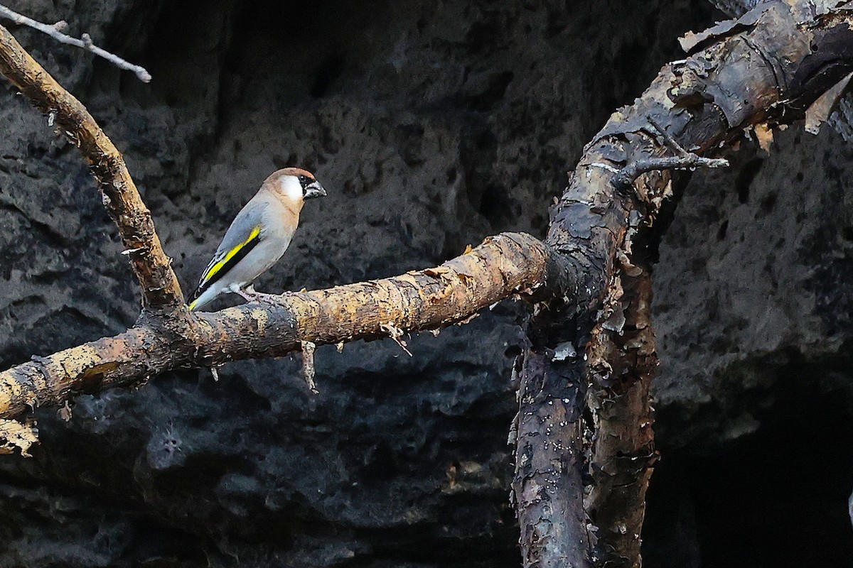 Arabian Grosbeak - ML645653620