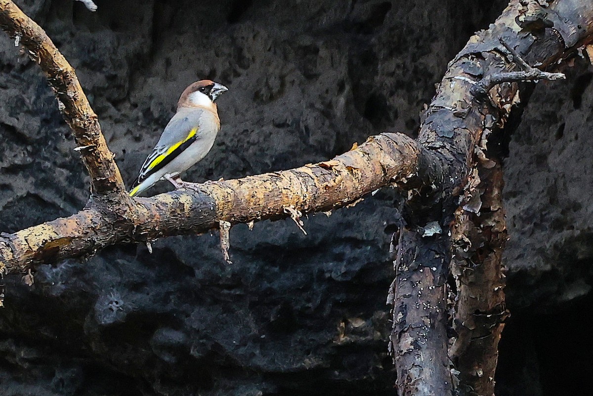 Arabian Grosbeak - ML645653621