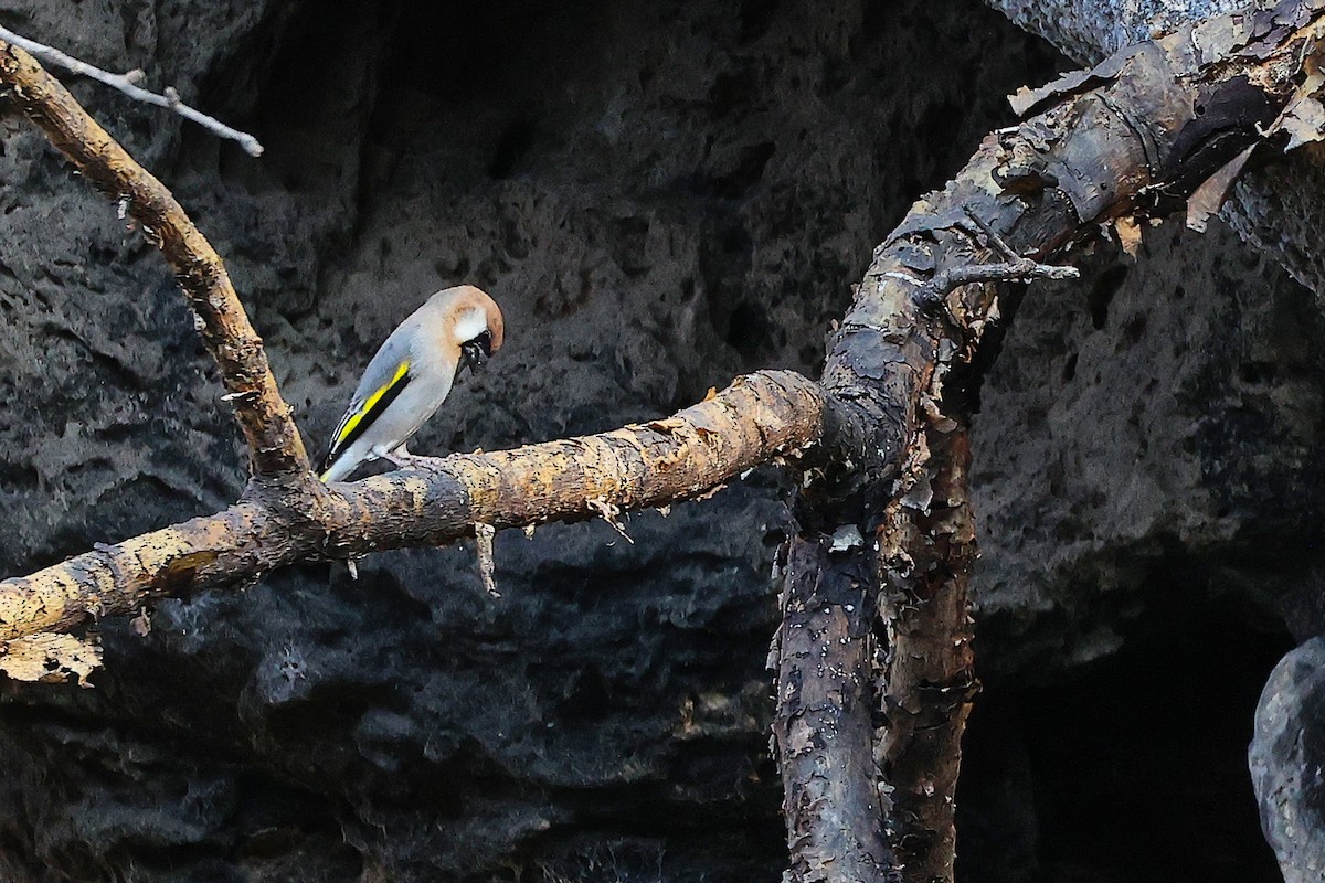 Arabian Grosbeak - ML645653623
