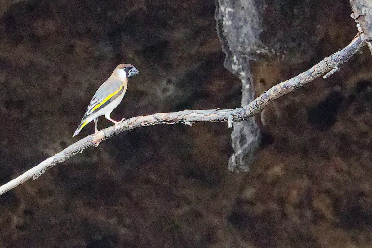 Arabian Grosbeak - ML645653624