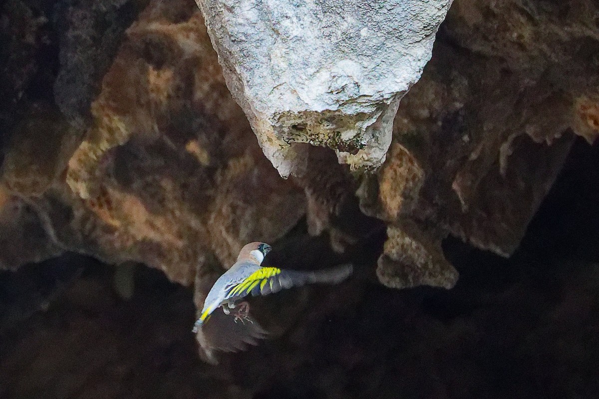 Arabian Grosbeak - ML645653626