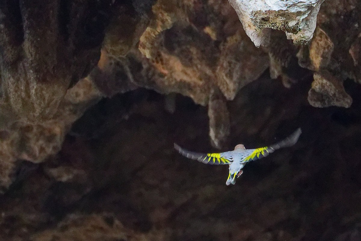 Arabian Grosbeak - ML645653629