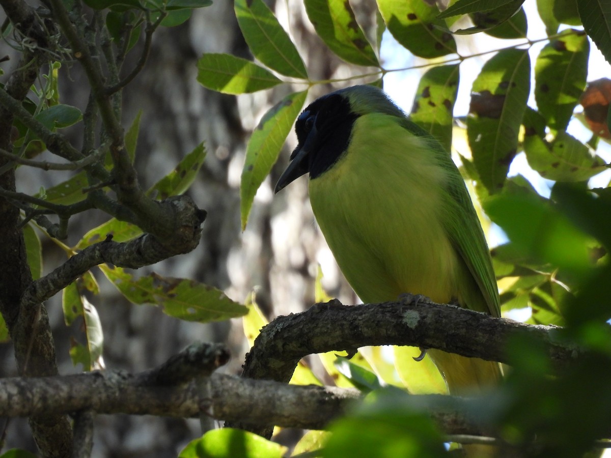 Green Jay - ML645653630