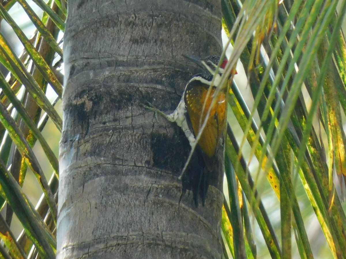 Black-rumped Flameback - ML645653631