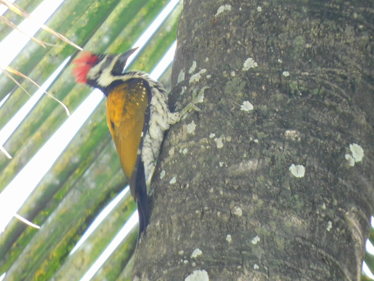 Black-rumped Flameback - ML645653634