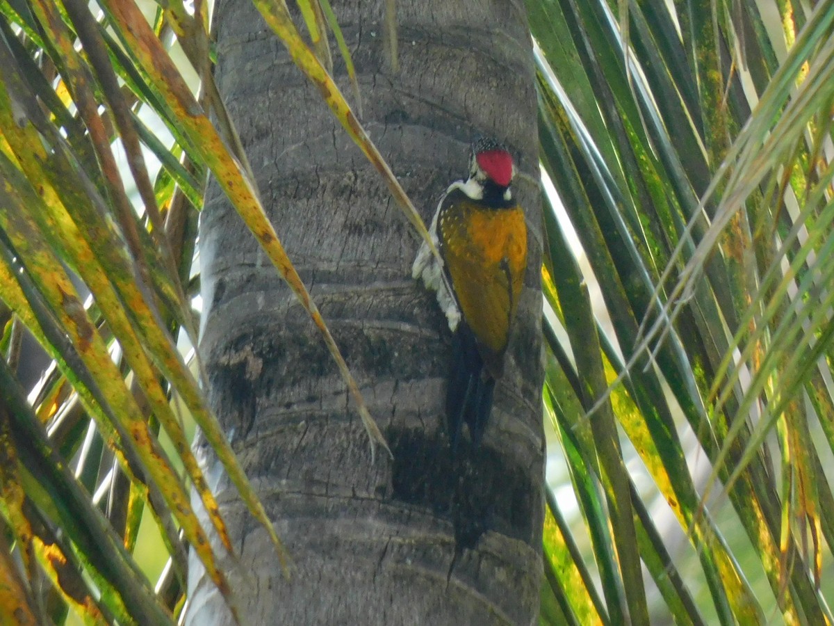 Black-rumped Flameback - ML645653635