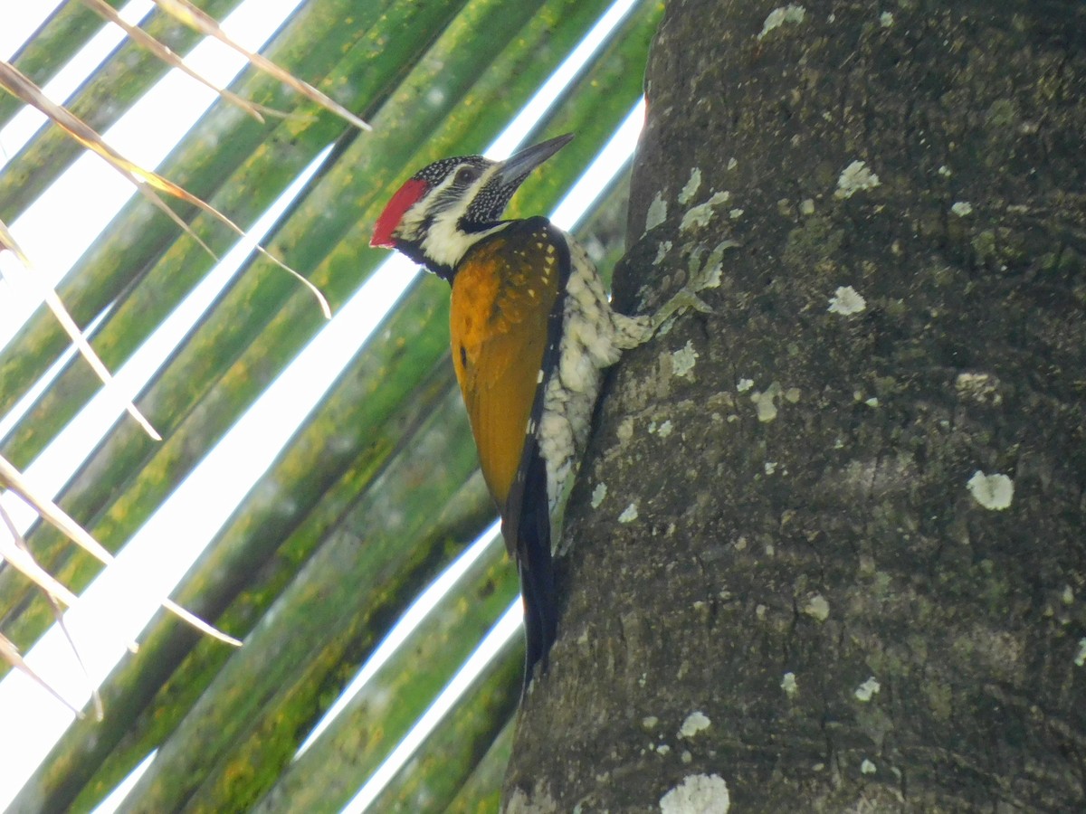Black-rumped Flameback - ML645653636