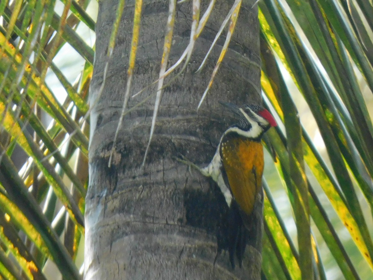 Black-rumped Flameback - ML645653639
