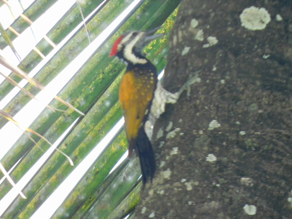Black-rumped Flameback - ML645653640