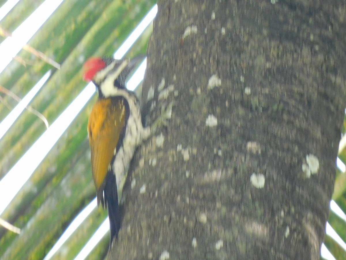 Black-rumped Flameback - ML645653641