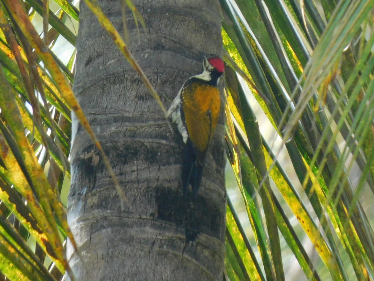 Black-rumped Flameback - ML645653642
