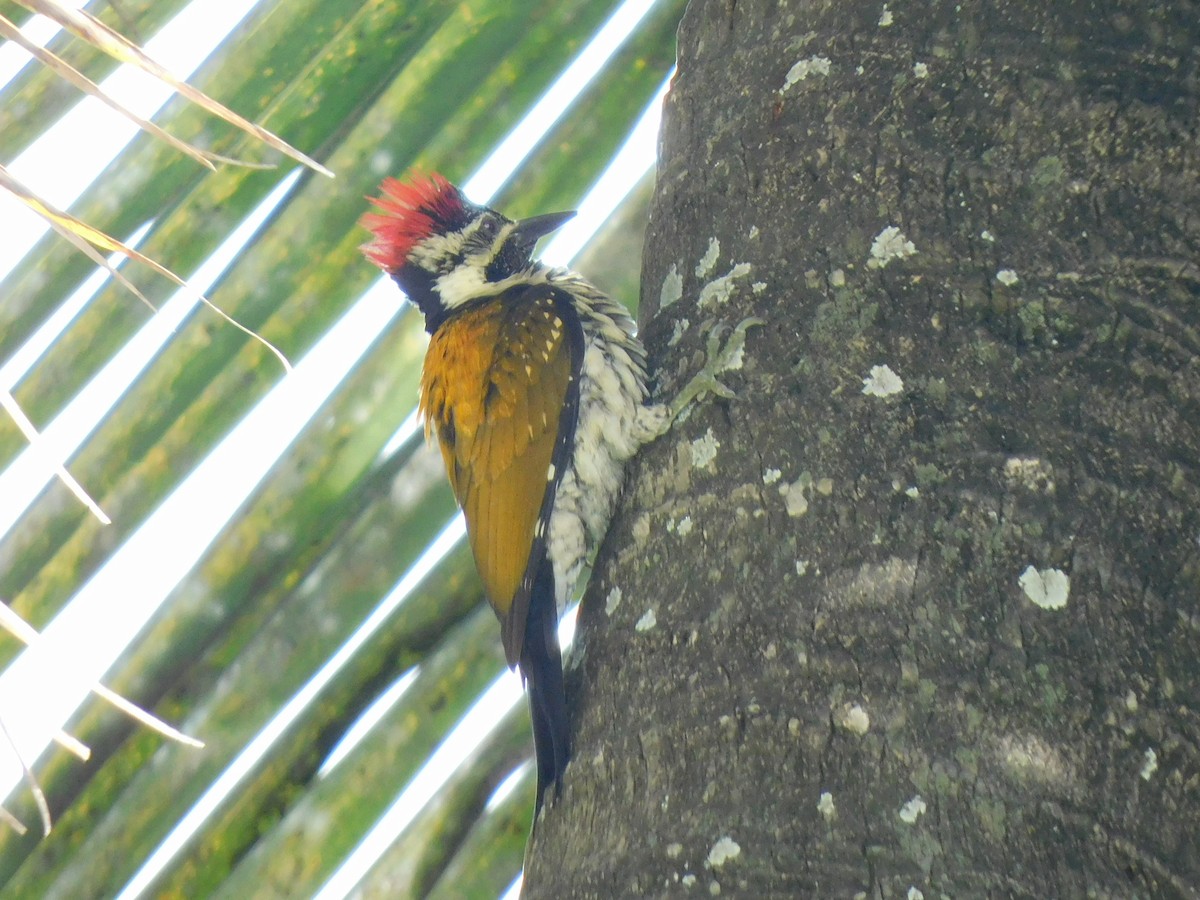 Black-rumped Flameback - ML645653643