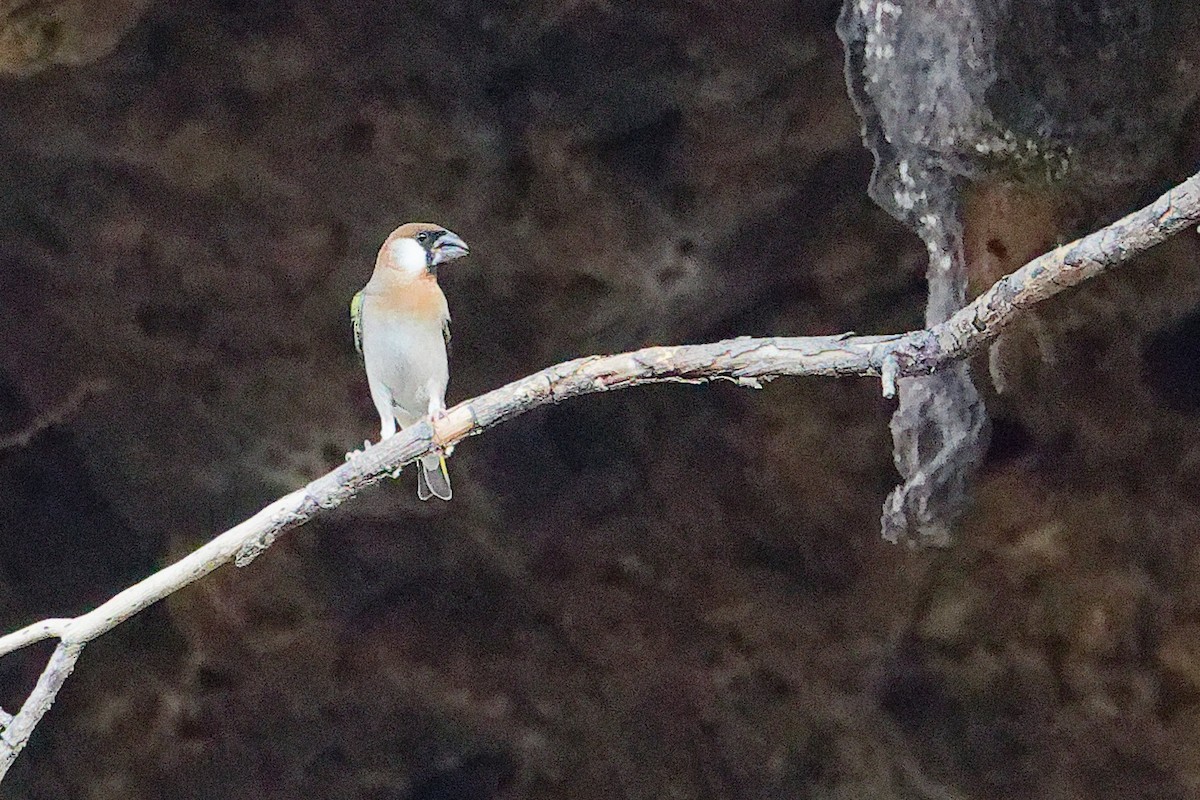 Arabian Grosbeak - ML645653644