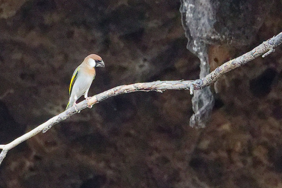 Arabian Grosbeak - ML645653646
