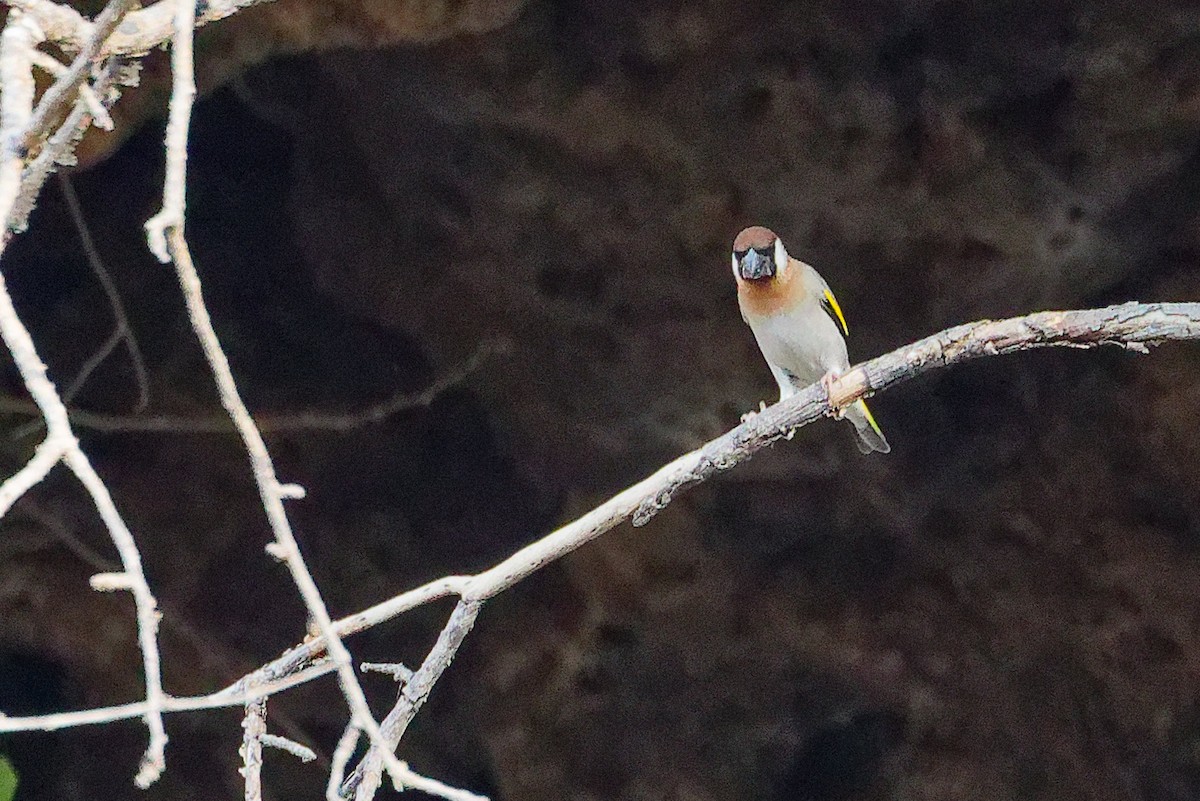 Arabian Grosbeak - ML645653647