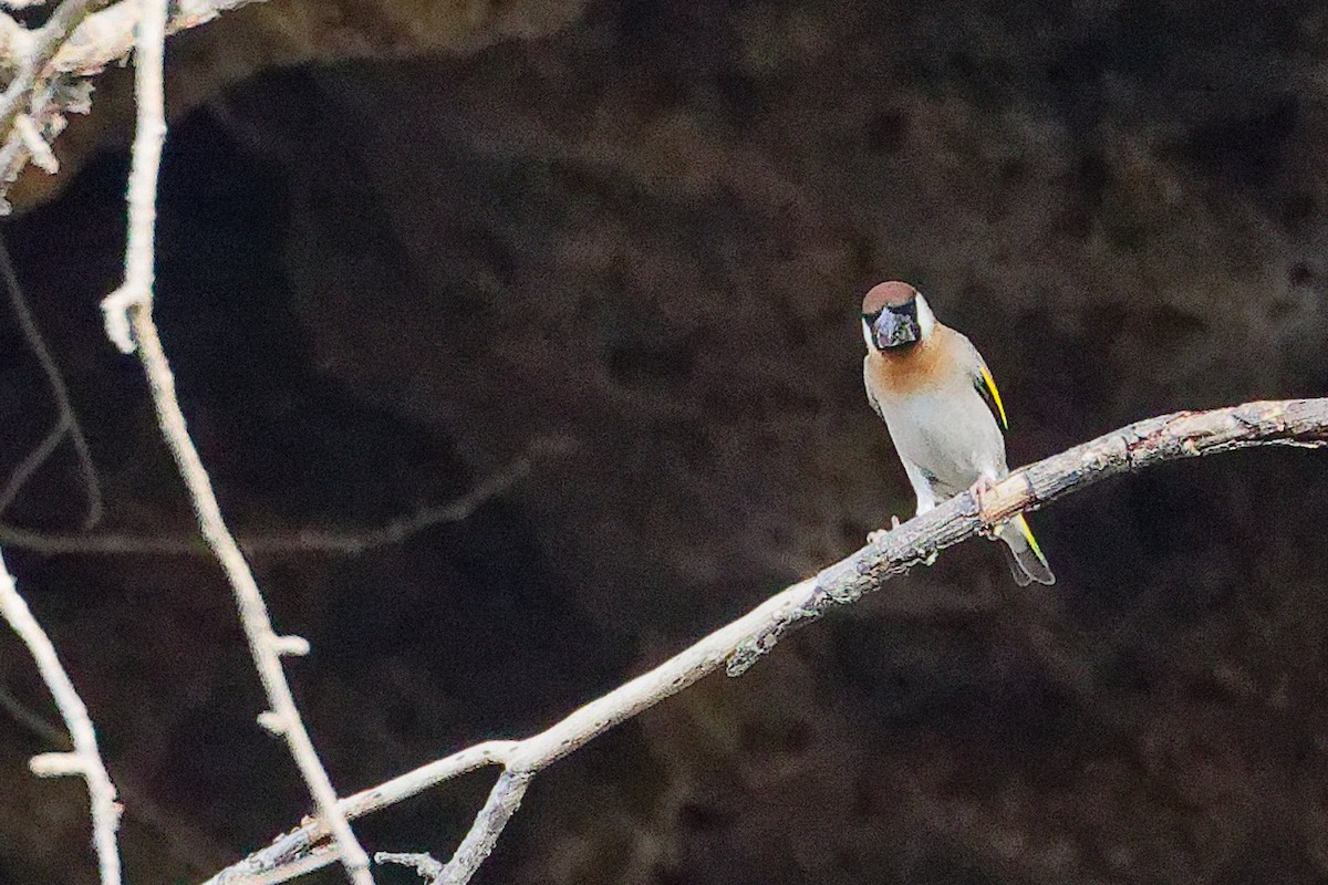 Arabian Grosbeak - ML645653648