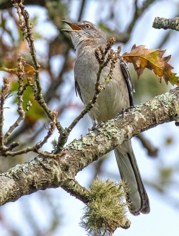 Northern Mockingbird - ML645653649