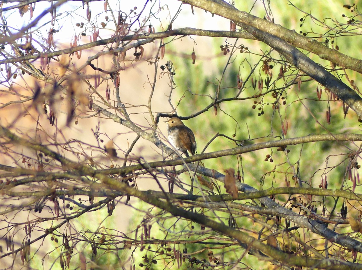Hermit Thrush - ML645653650