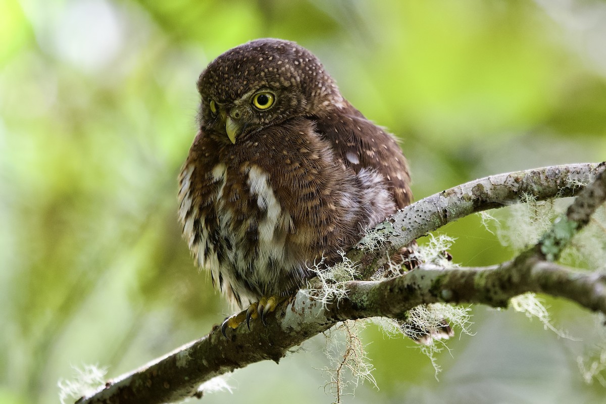 Mochuelo Costarricense - ML645653658