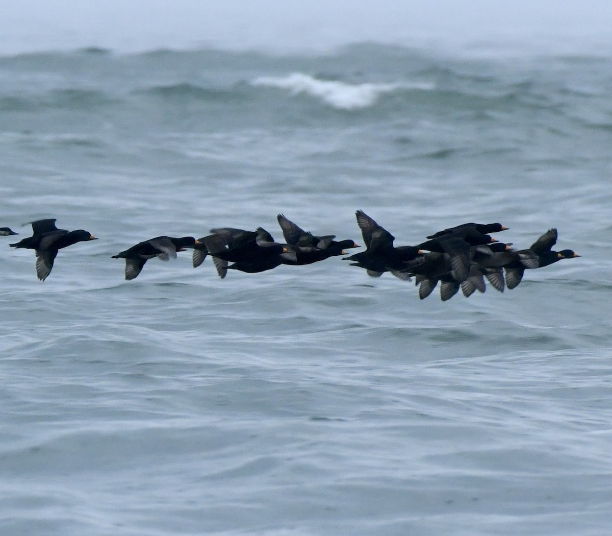 Black Scoter - ML645653659