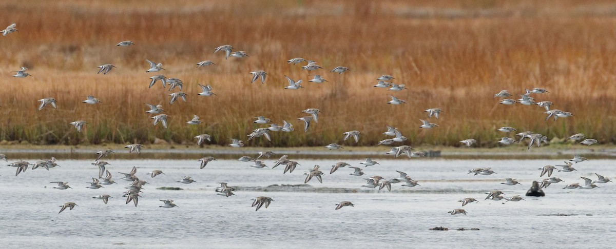 Dunlin - ML645653669